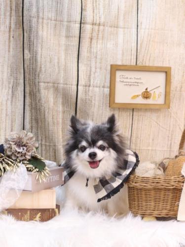 20241029ミルクくん